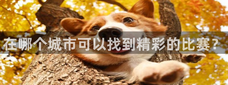 在哪个城市可以找到精彩的比赛？